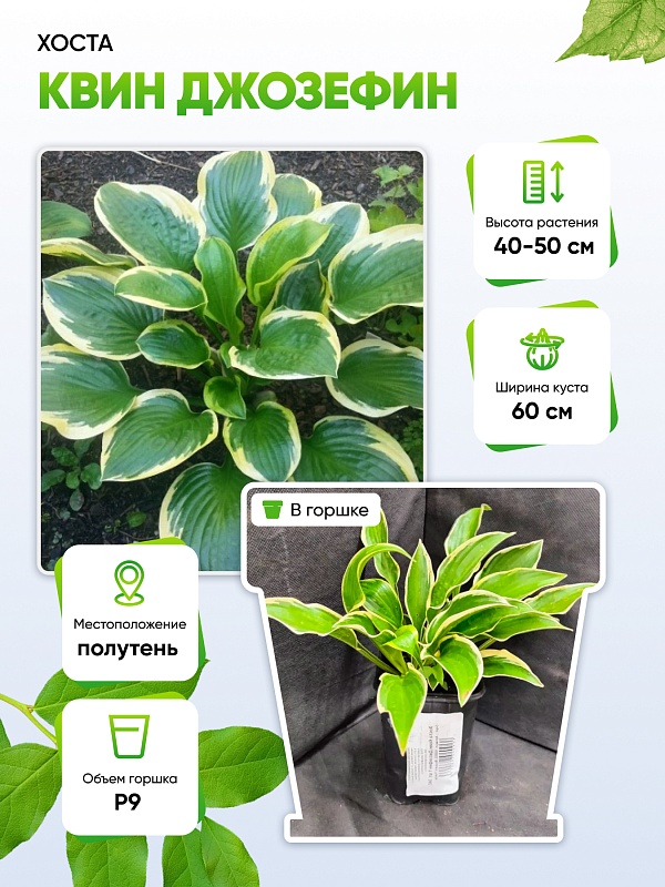 Хоста Квин Джозефин 